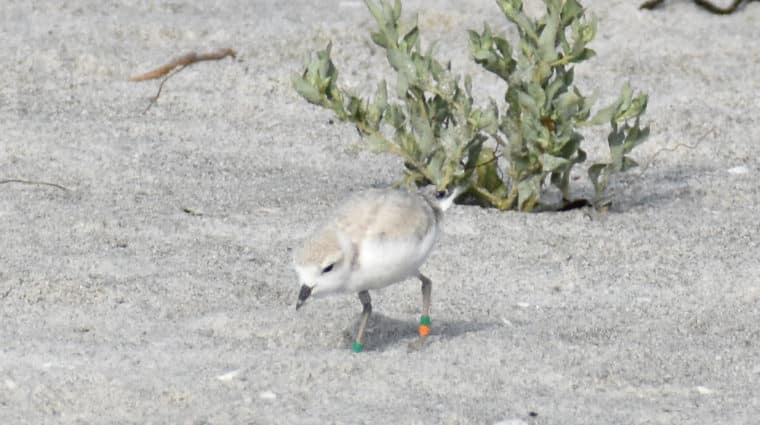 snowy plover with bands