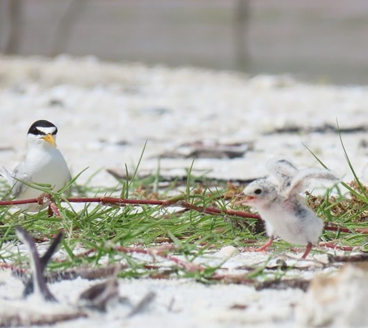 least tern and chick