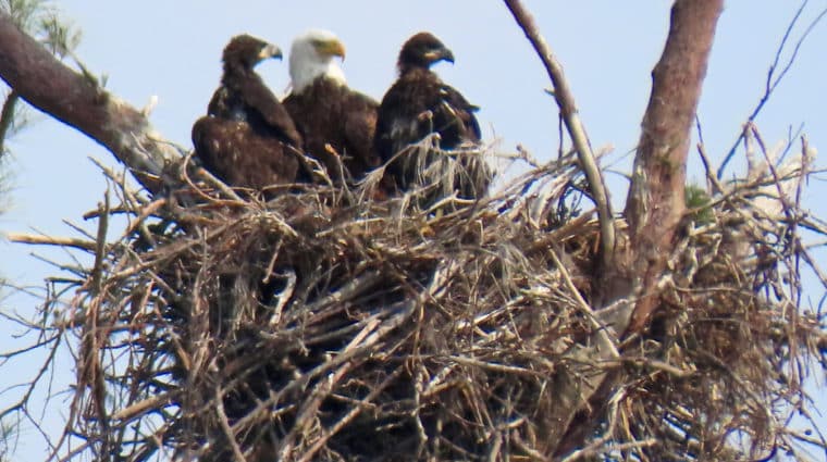 a bald eagle with two chicks in a nest