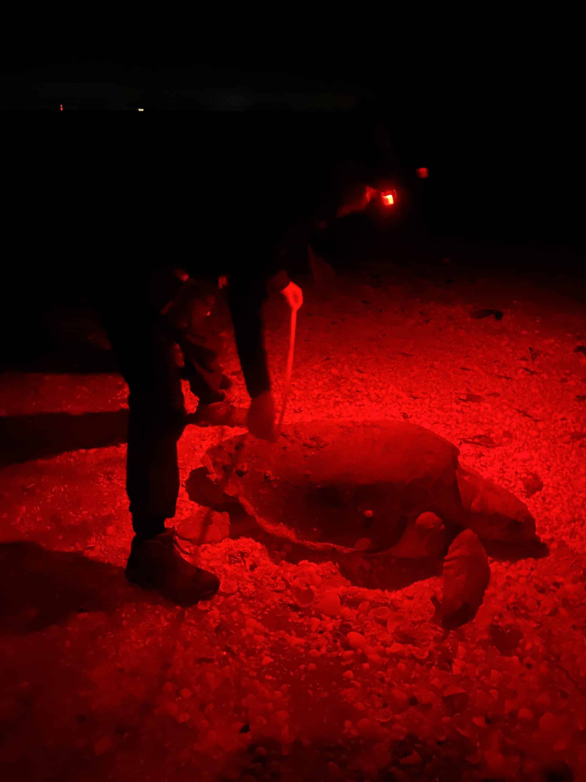 nighttime sea turtle tagging