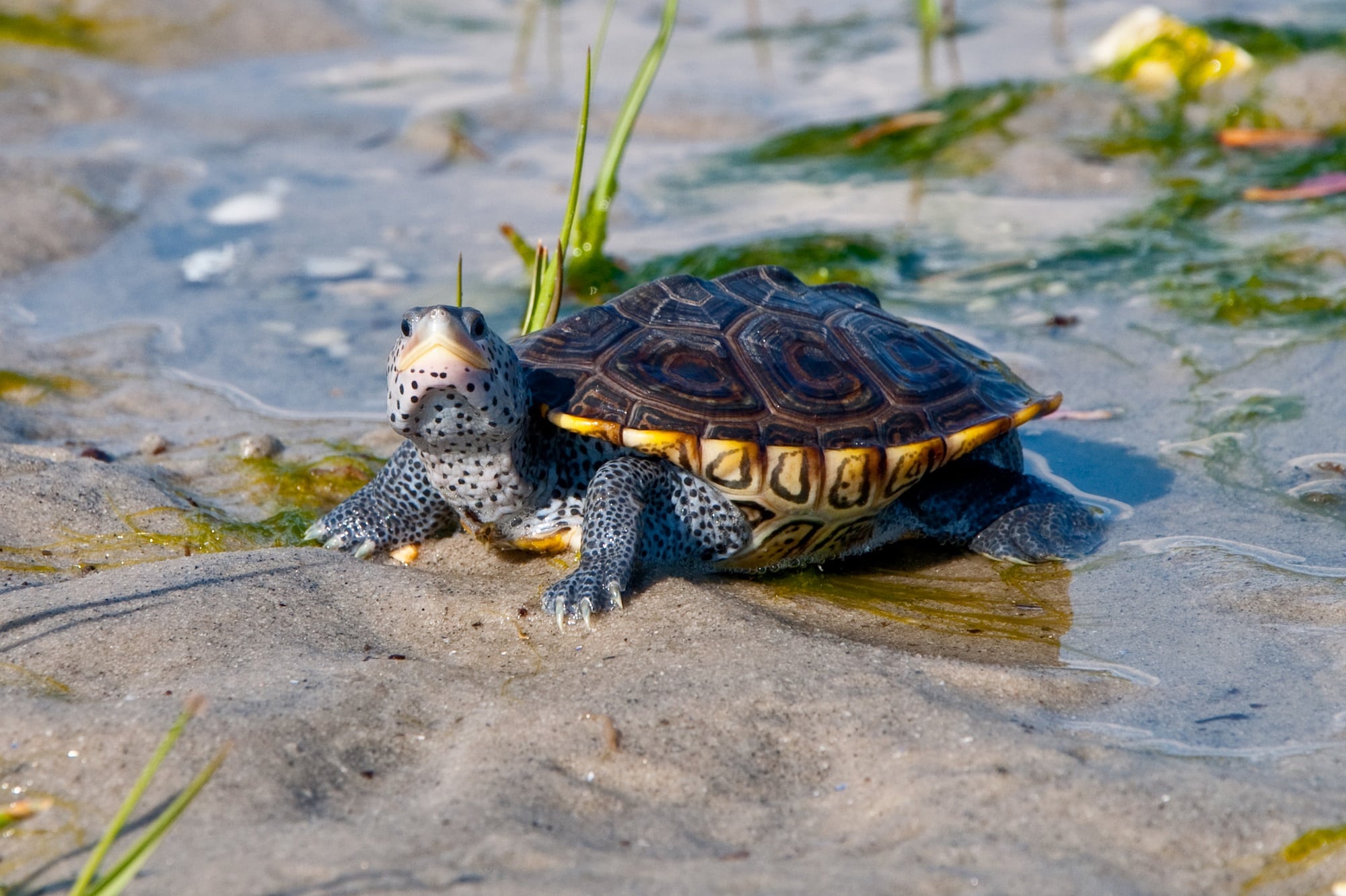 Diamondback Terrapin Adult | Sanibel-Captiva Conservation Foundation