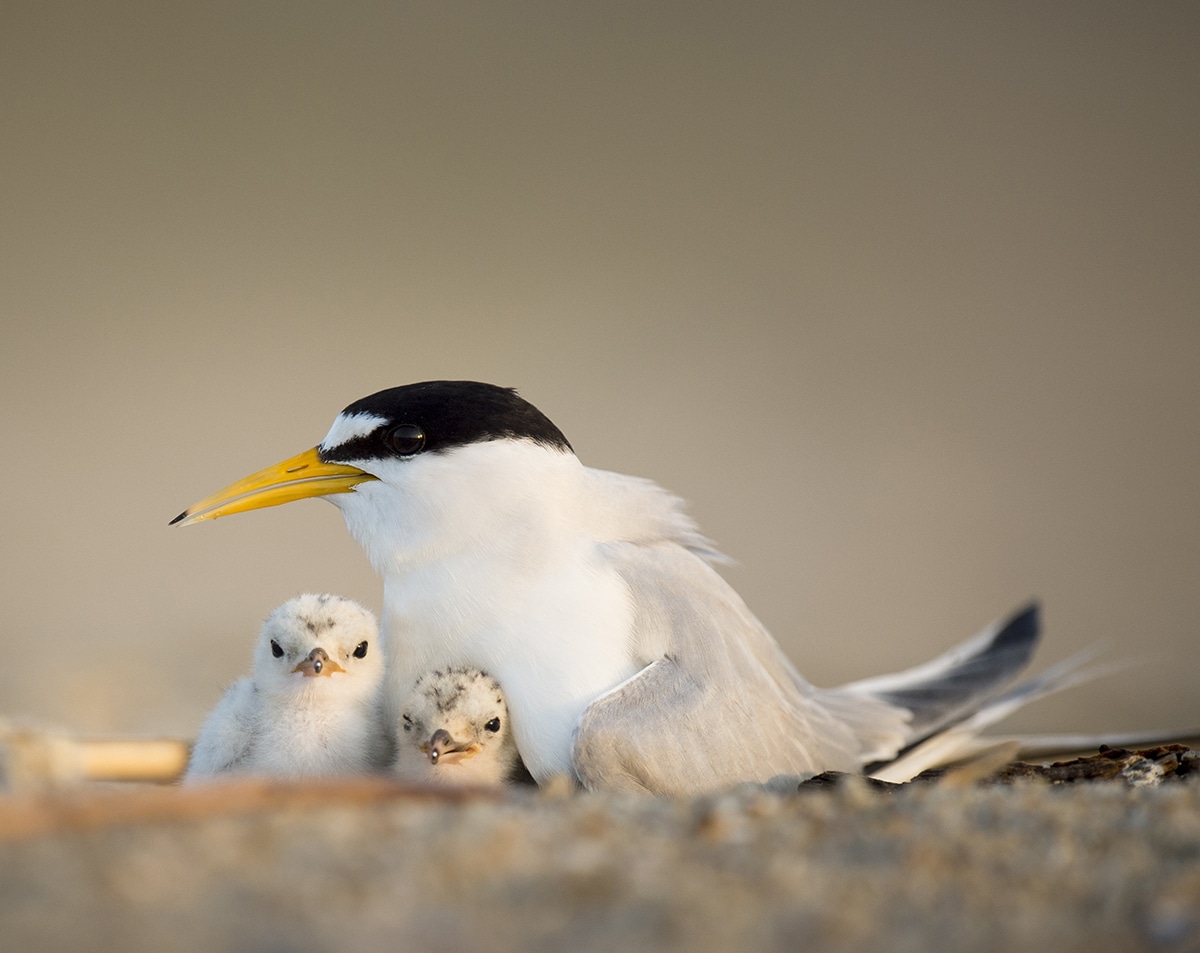 least tern with chicks