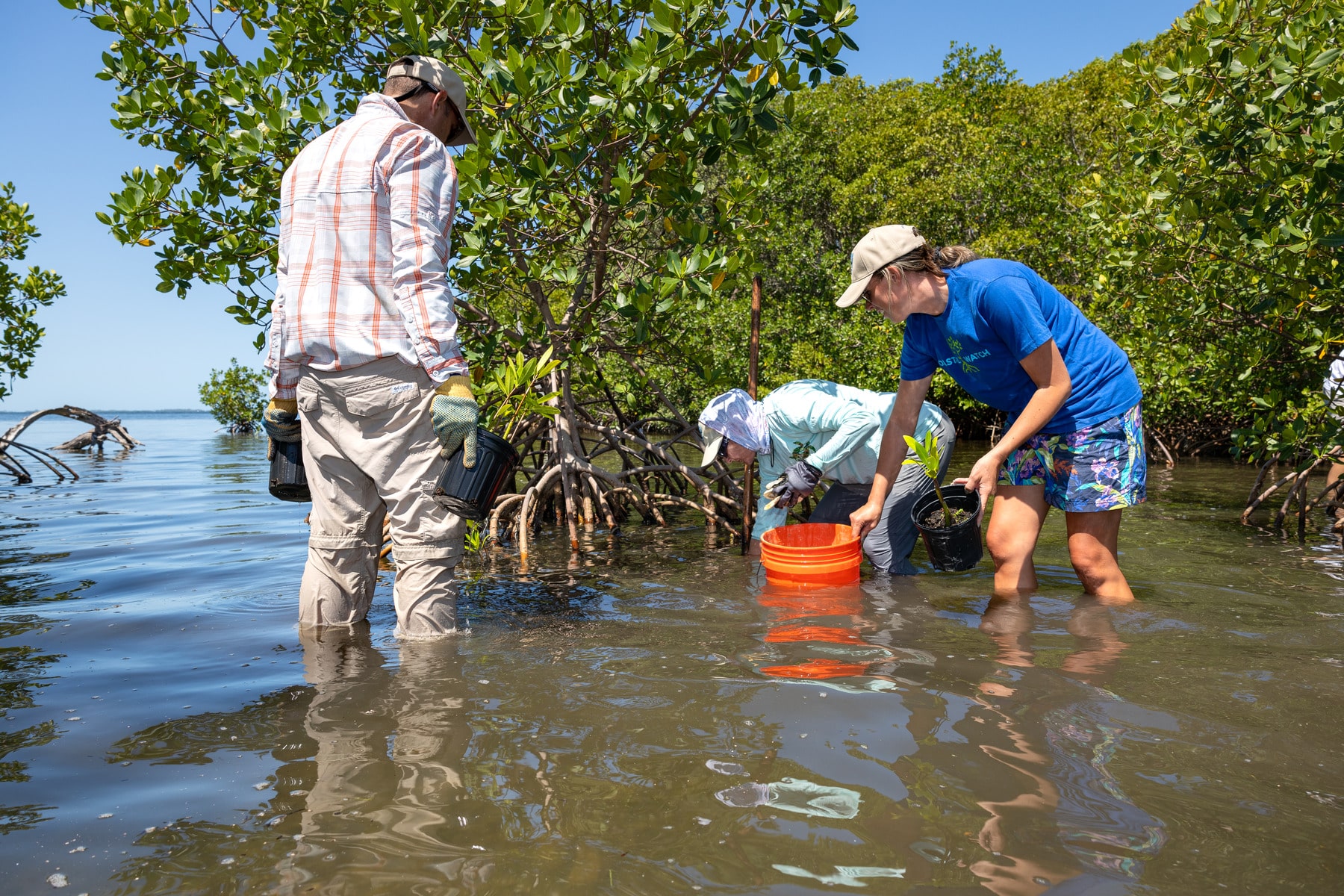 mangrove propagule collection coastal watch