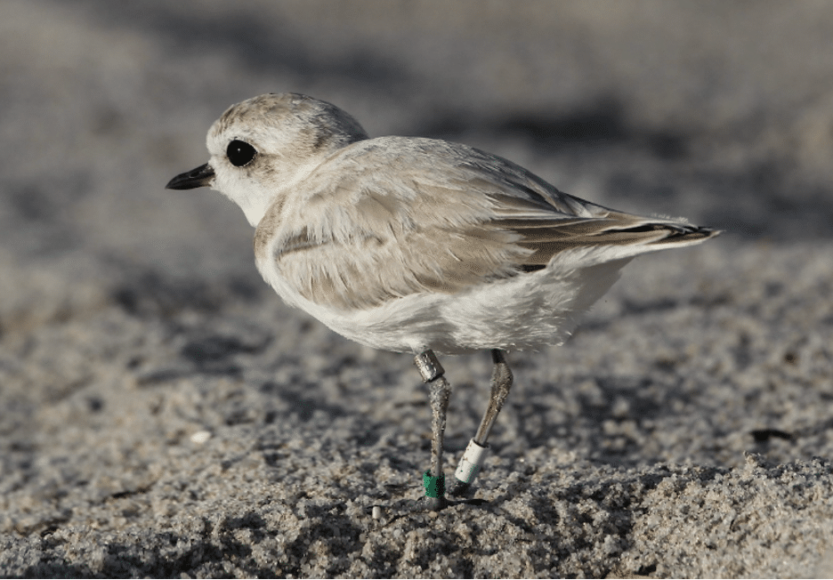 image of snowy plover