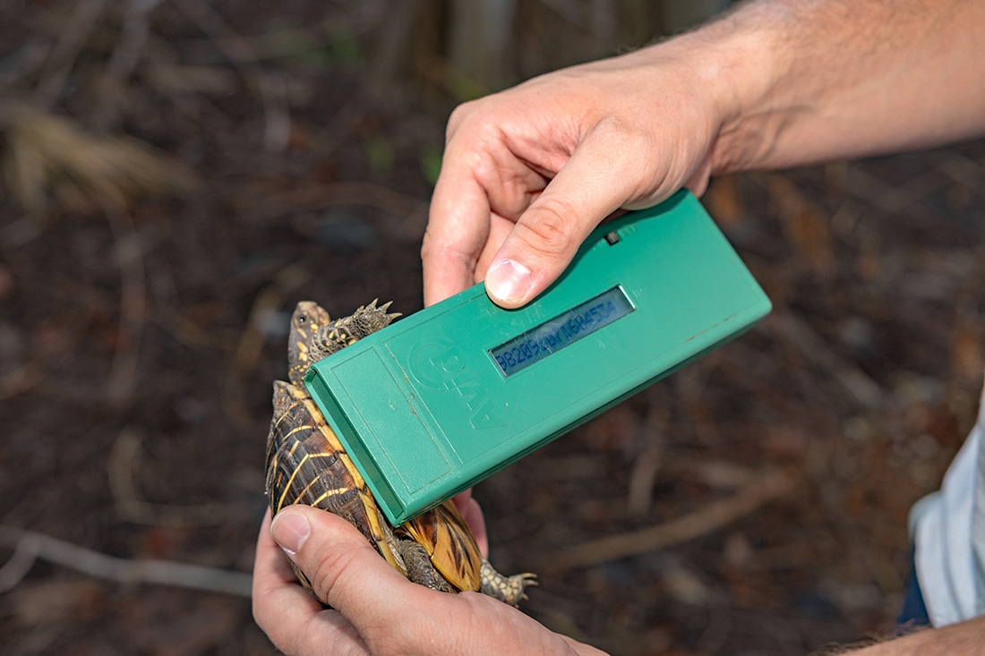 image of person measuring a box turtle