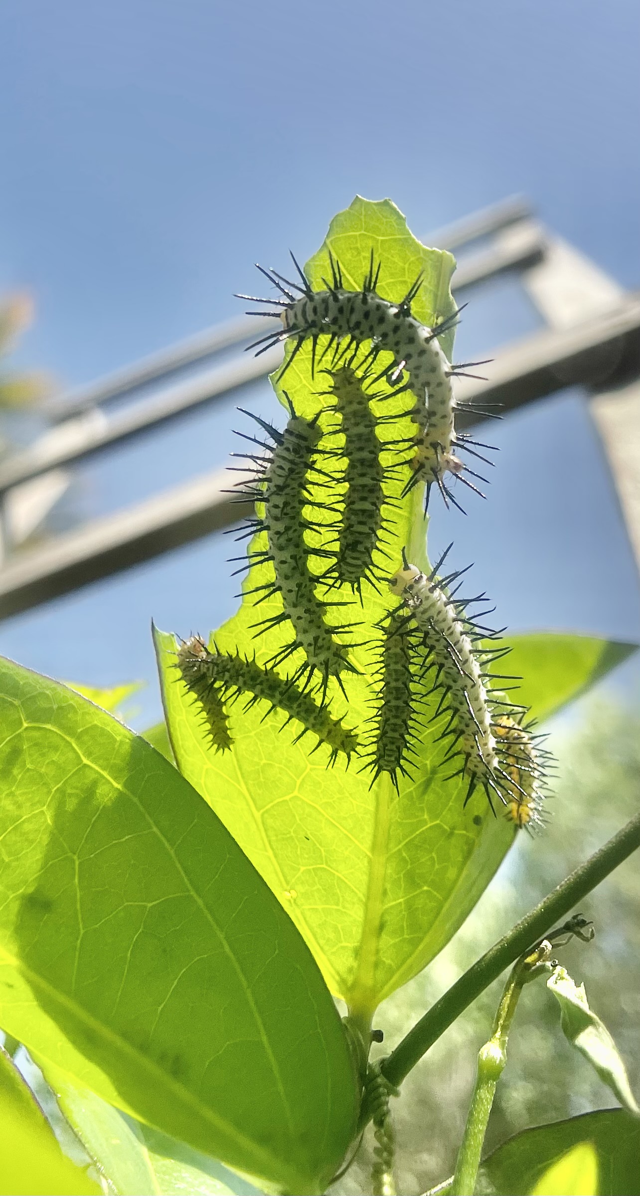 What Does Landscaping for Wildlife Mean? | Sanibel-Captiva Conservation ...