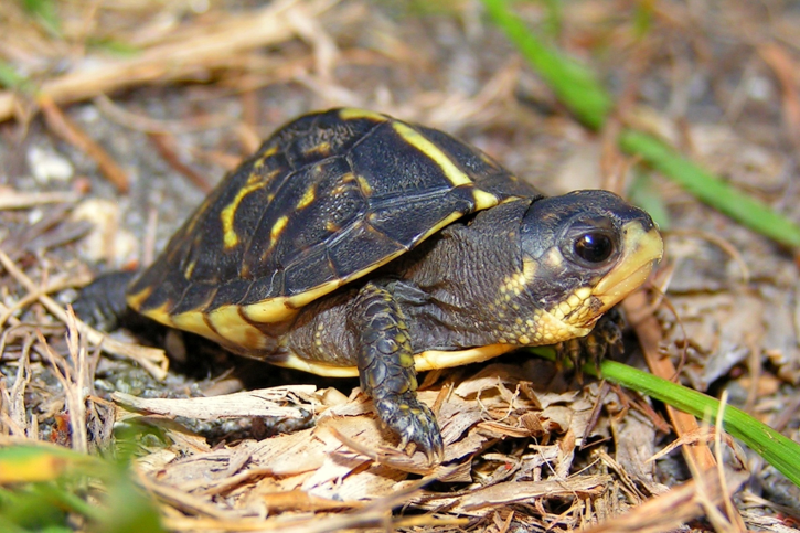 SCCF Herpetologist Joins National Effort | Sanibel-Captiva Conservation ...