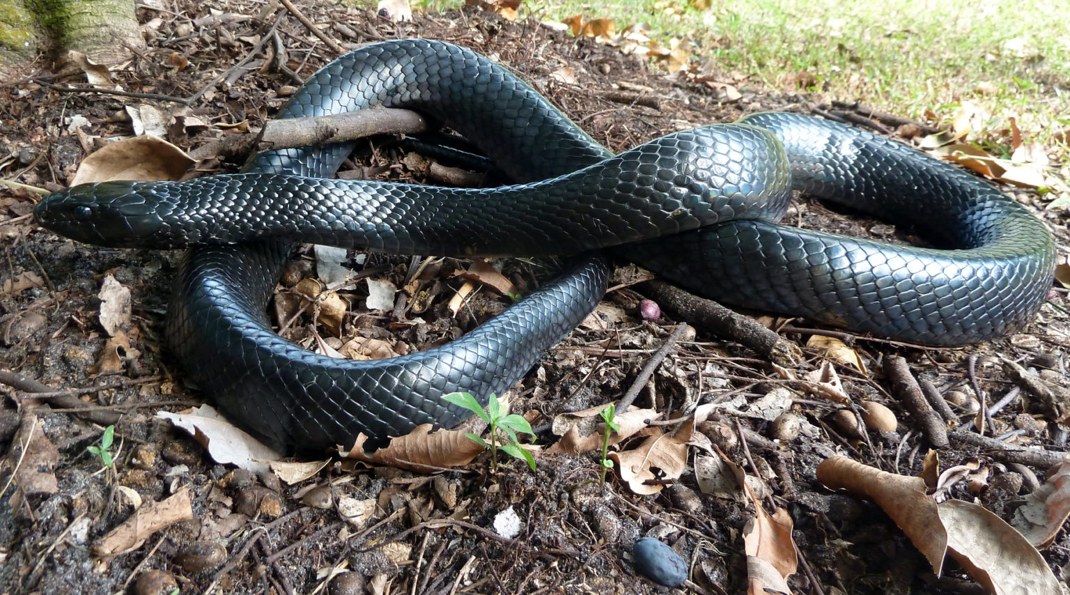 Seeking Sightings of Eastern Indigo Snakes | Sanibel-Captiva ...