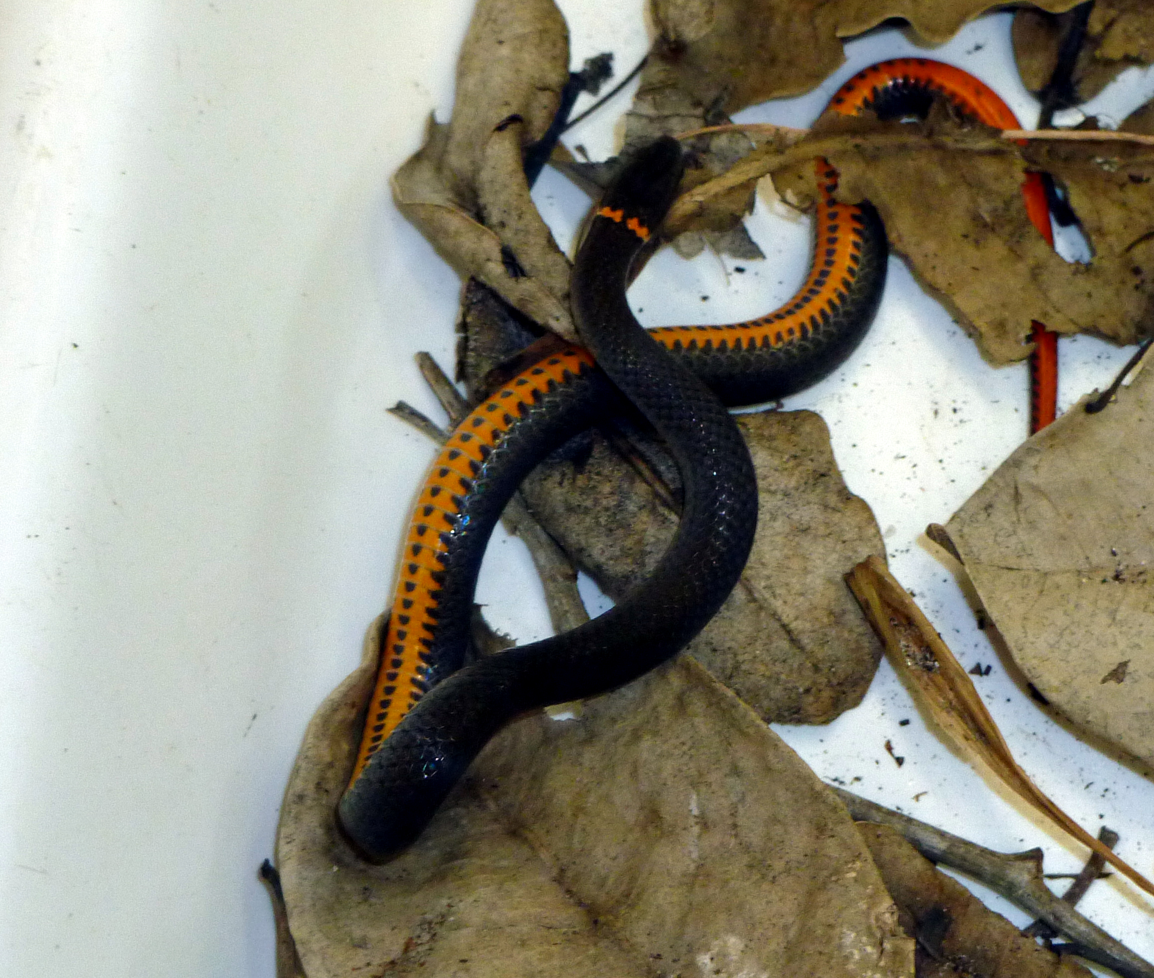 New snake species discovered in another snake's belly