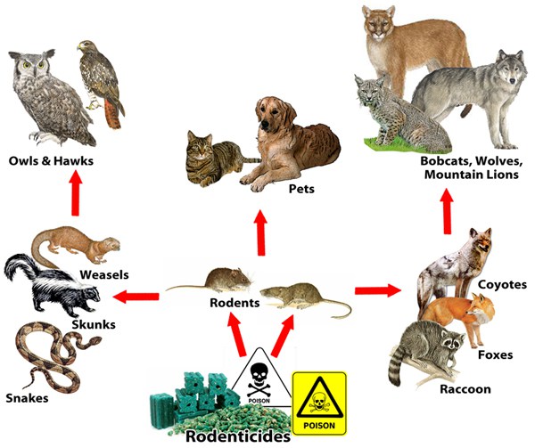 Rodenticide Poisoning in Wildlife