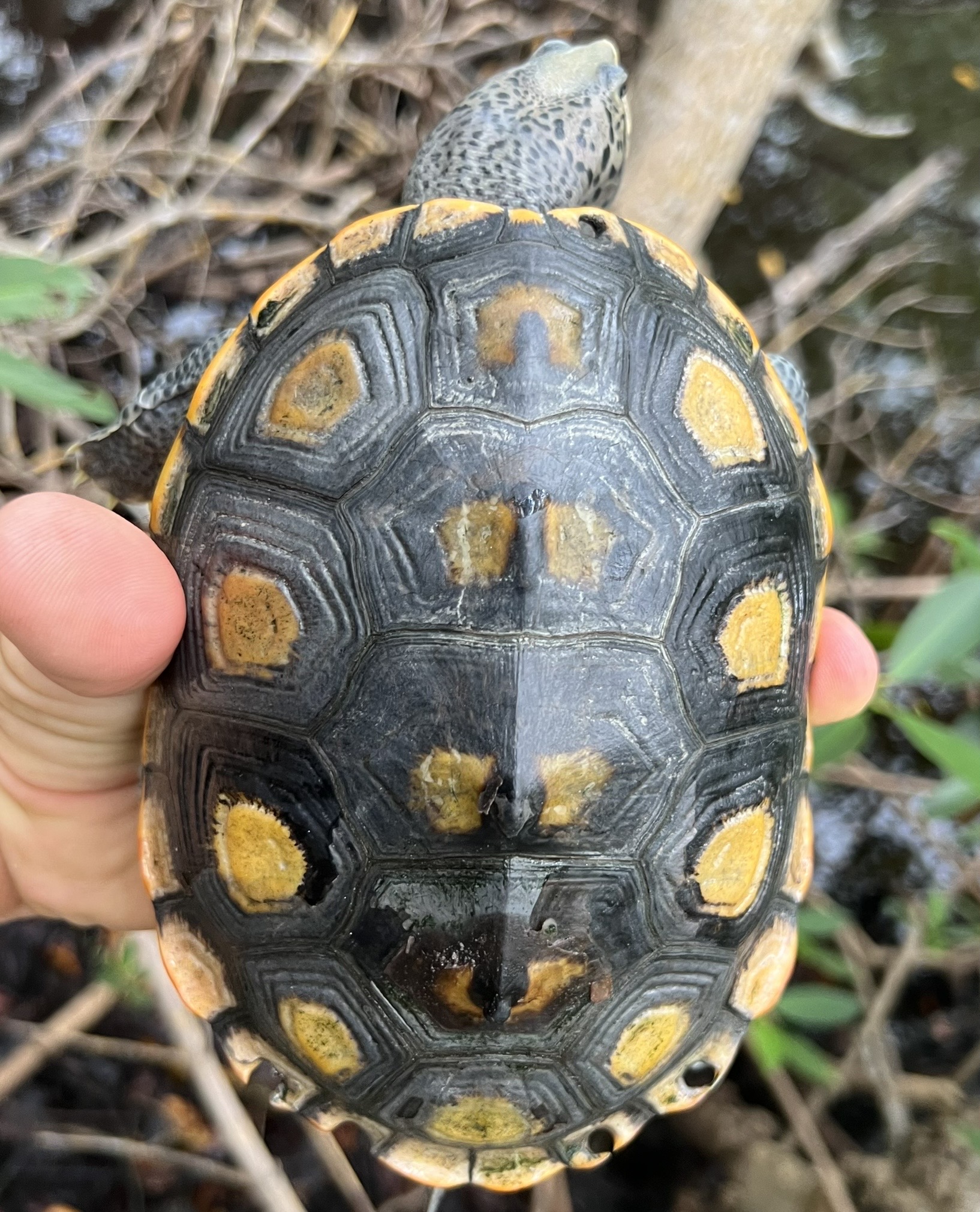 Conservationists brand tortoise shells to save species from the pet trade •