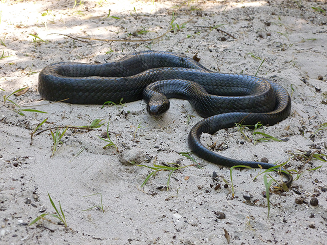 Eastern Indigo Snake