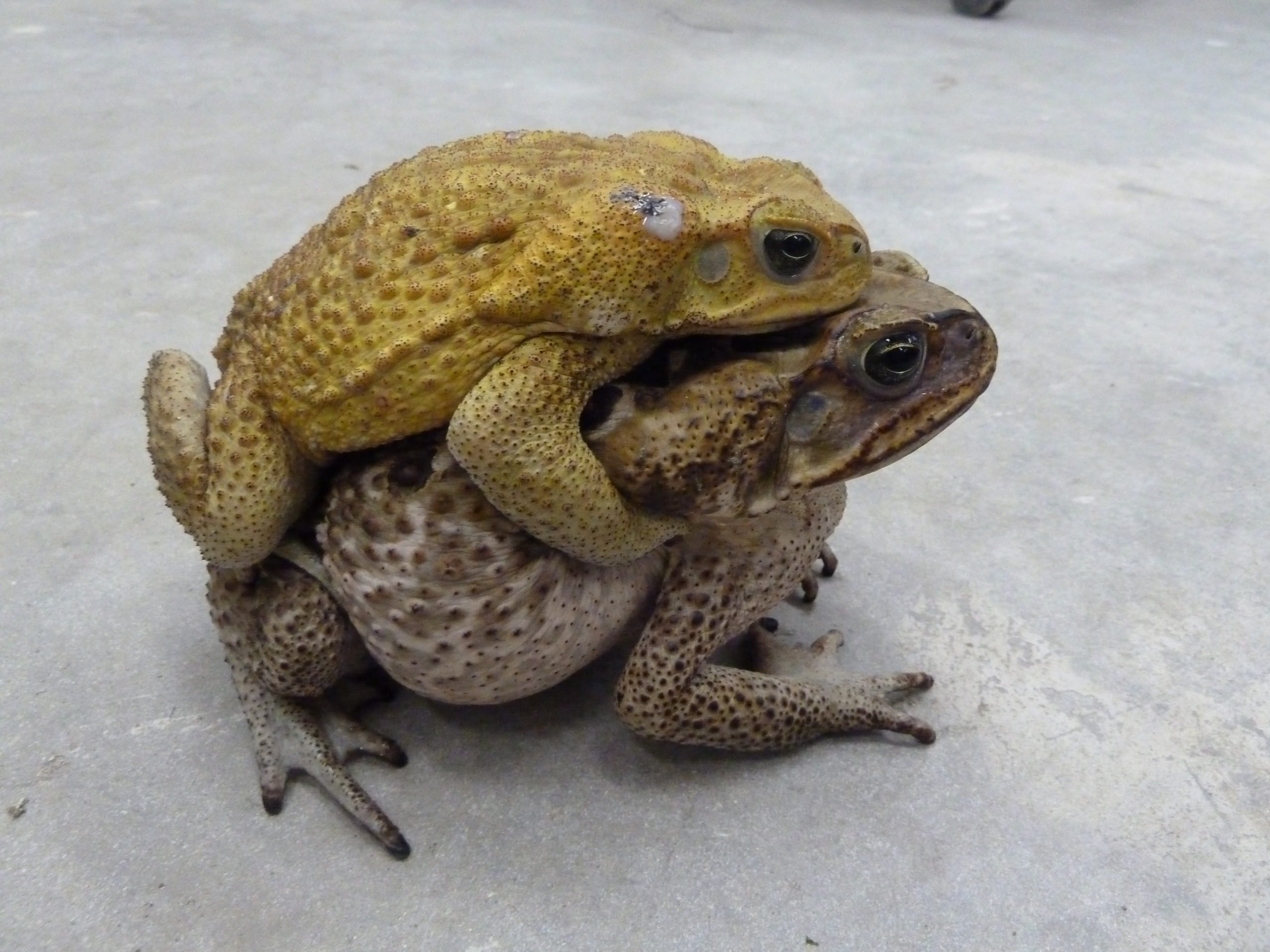 Cane Toad