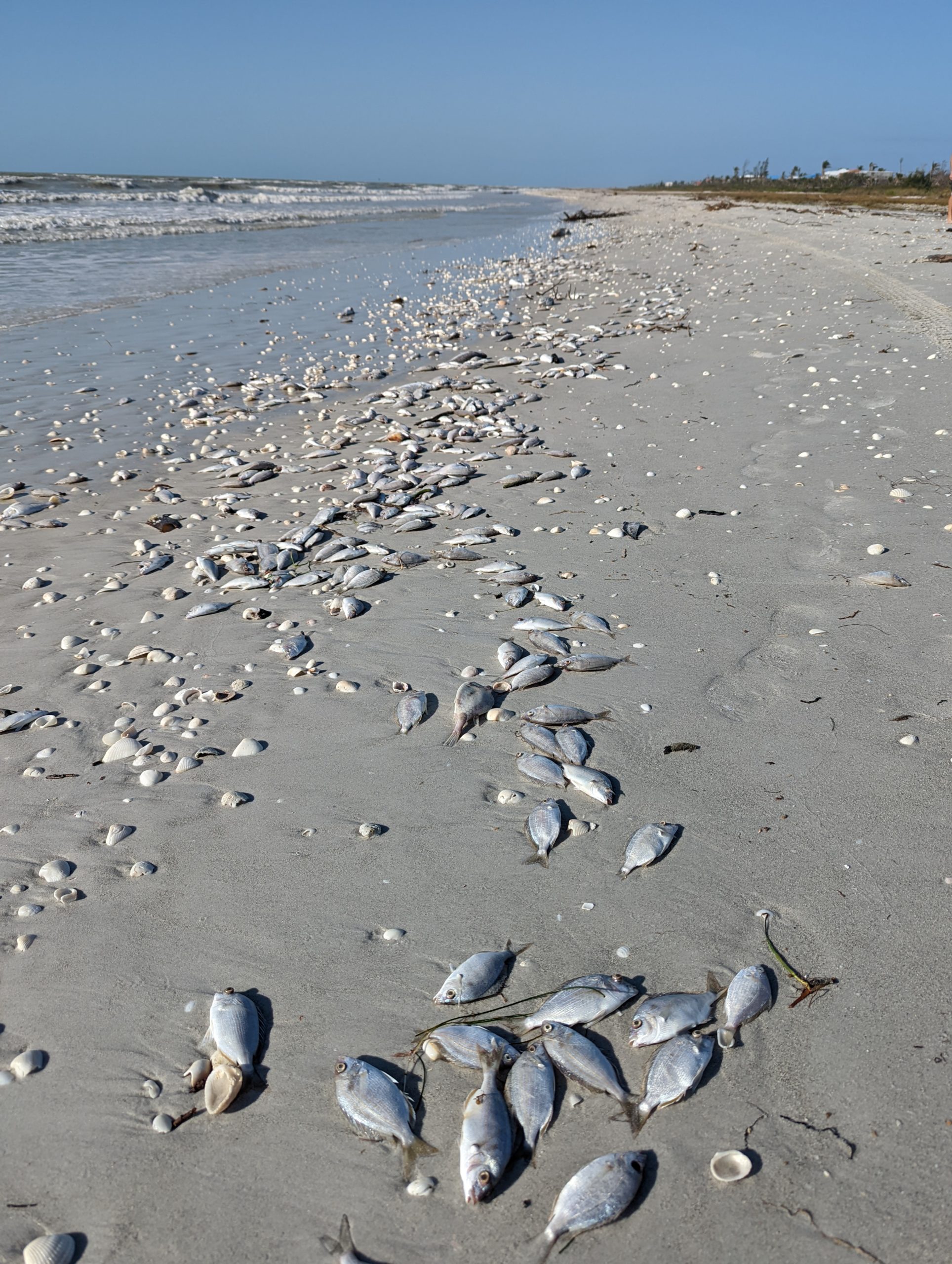 Will We See a Repeat of Toxic Summer of 2018? SanibelCaptiva