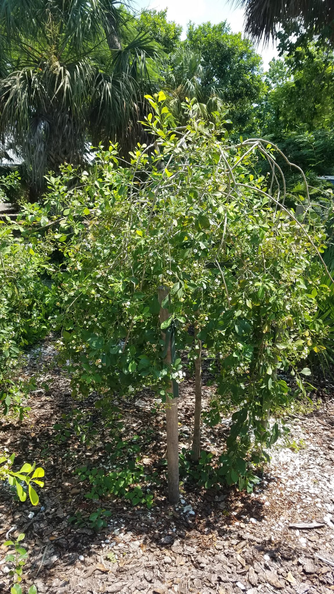 Meet the Natives: Bahama & Little Strongbark | Sanibel-Captiva ...