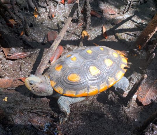 Herping Florida; The Elusive Mangrove Diamondback Terrapin 