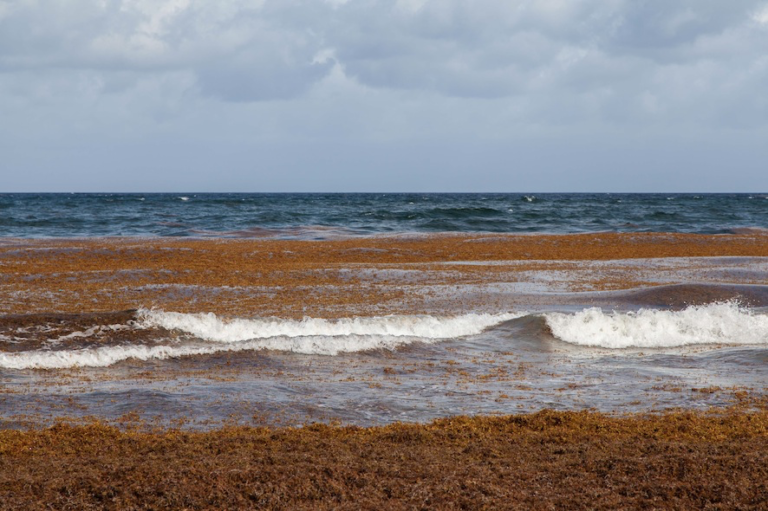 Evaluating the sublethal effects of red tide blooms and brevetoxin ...