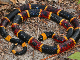 coral snake bite pattern