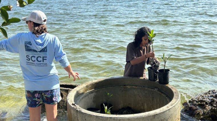 child and staff member planting mangroves