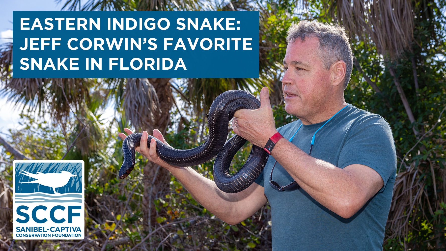 image of man holding snake with text 'eastern indigo snake: jeff corwin's favorite snake in Florida'