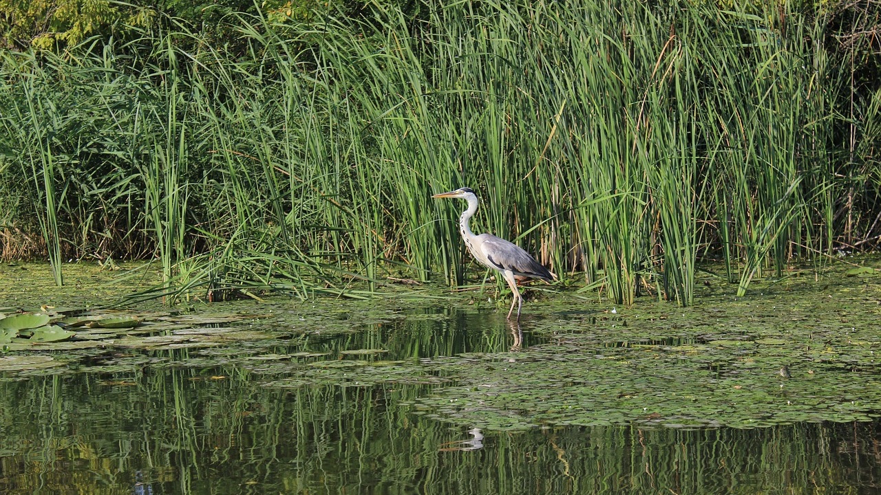 heron in everglades wetland