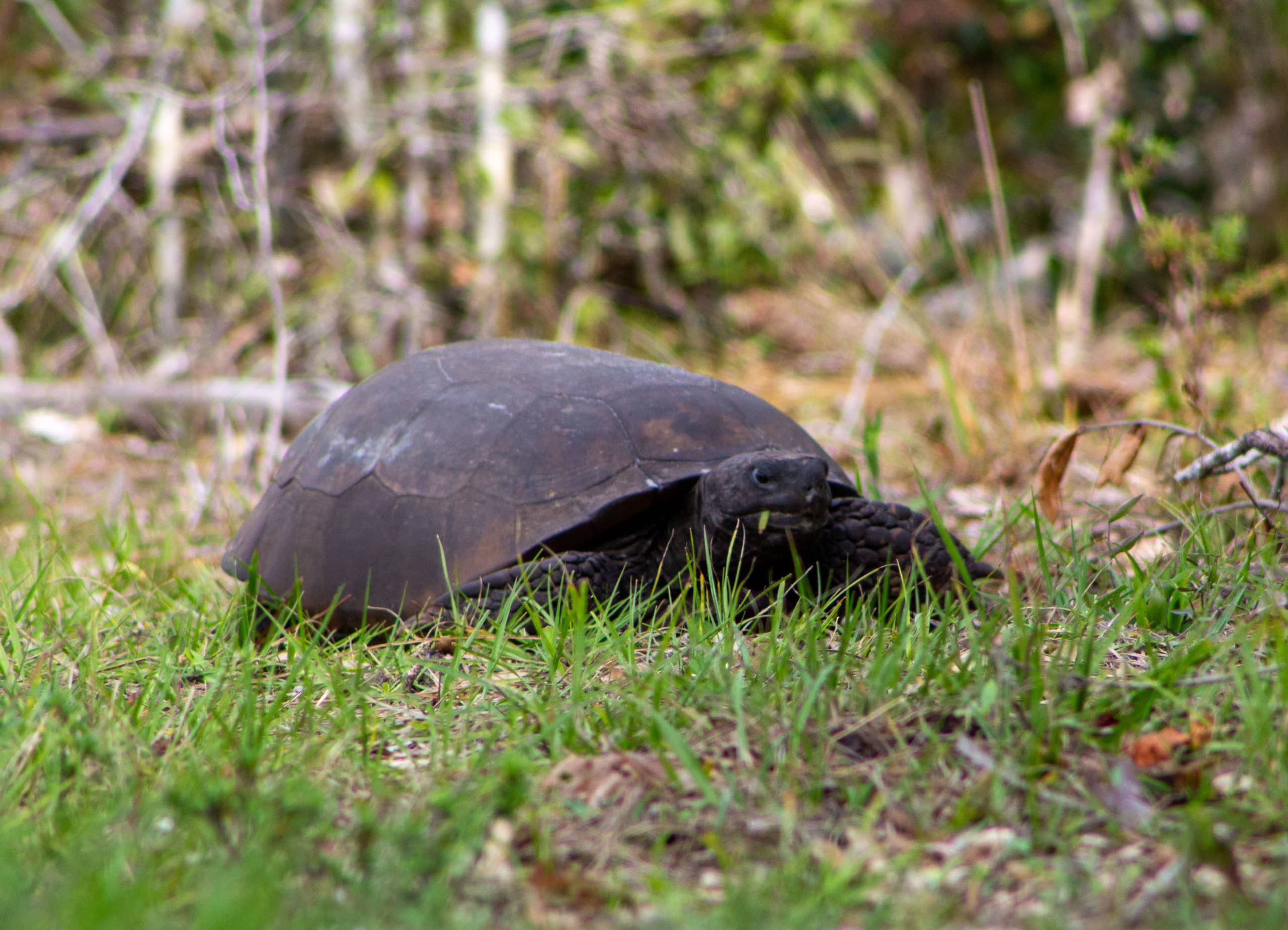 gopher tortoise chewing on grass