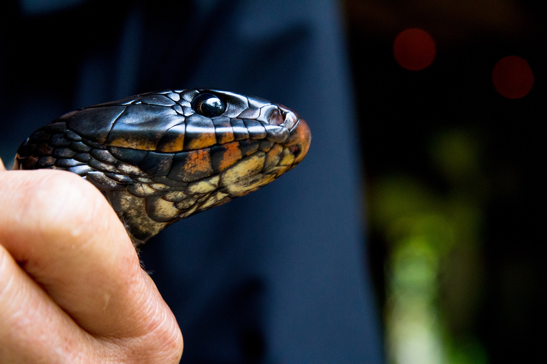 hand holding eastern indigo snake