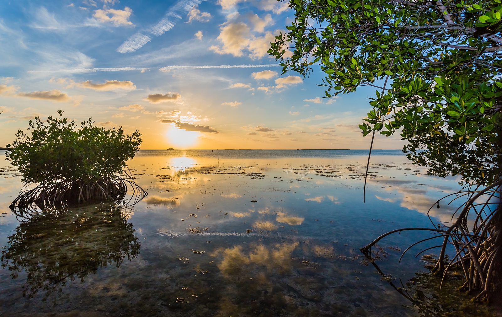 mangroves at sunset