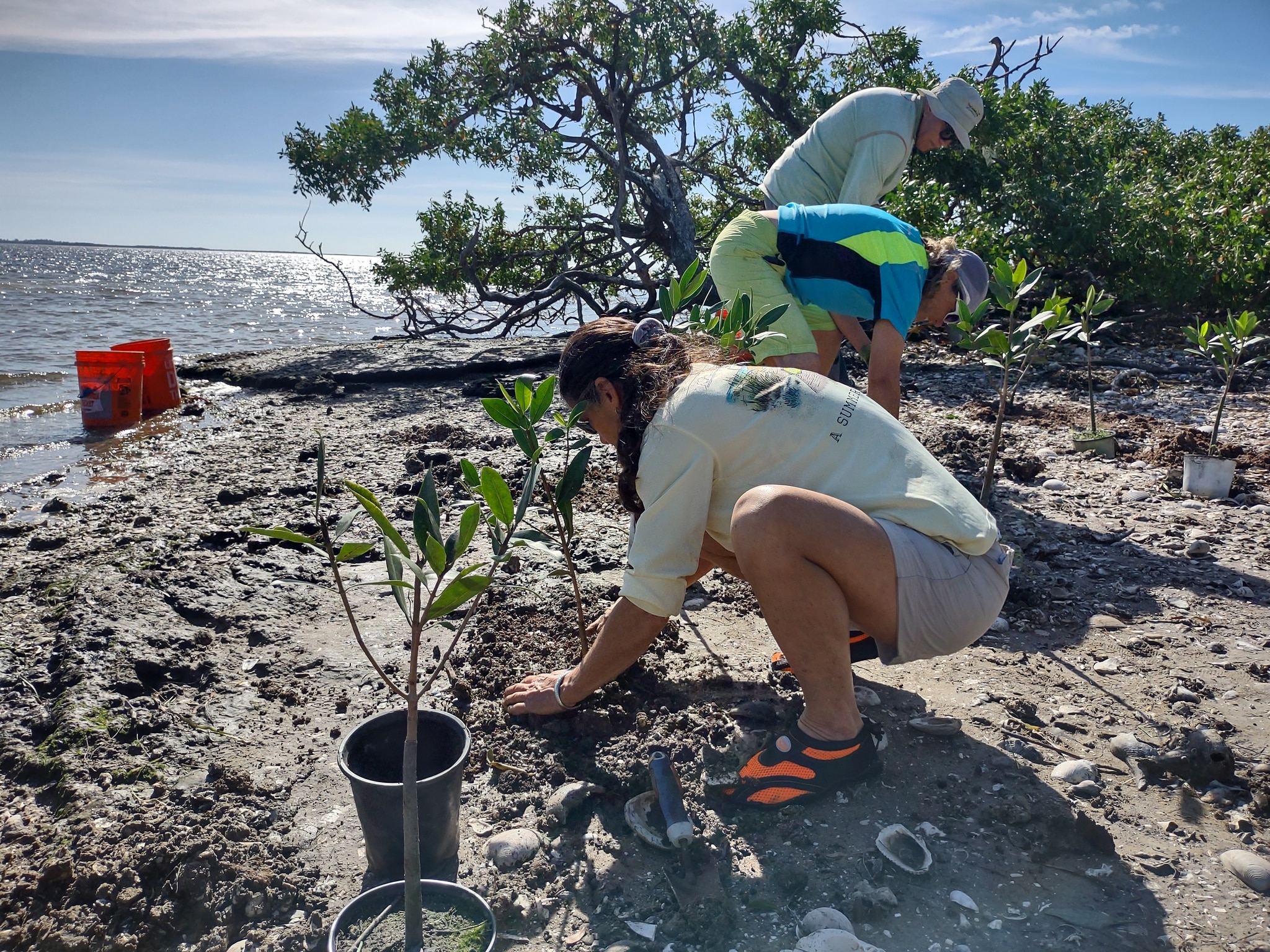 planting mangroves