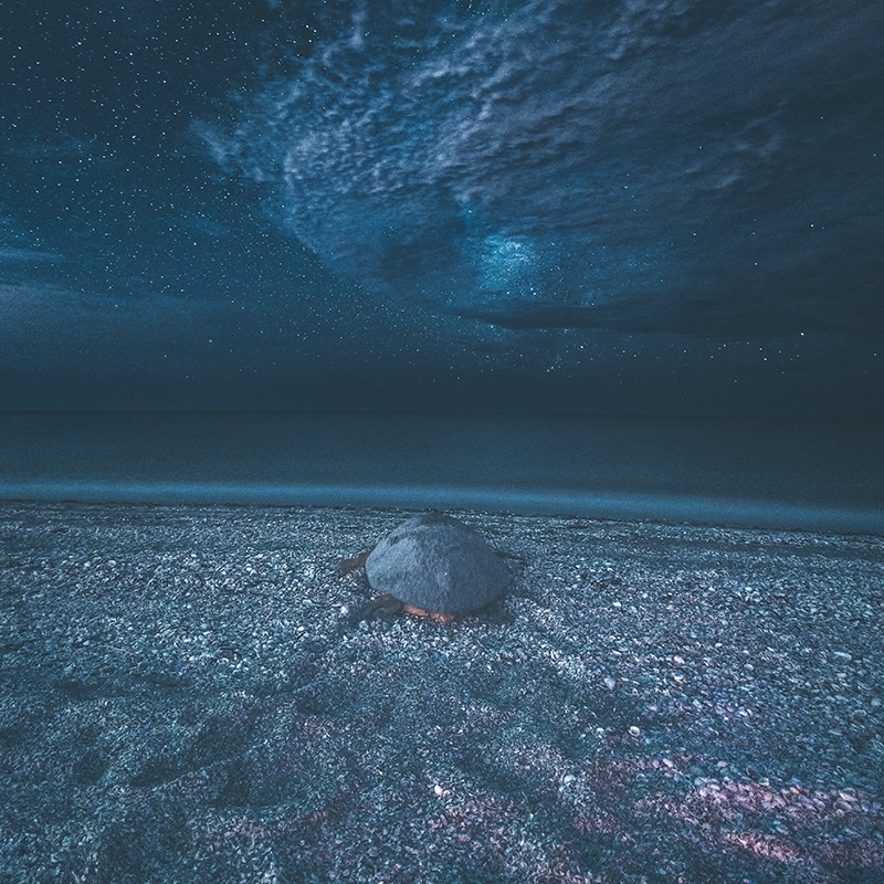 nesting sea turtle crawling toward ocean