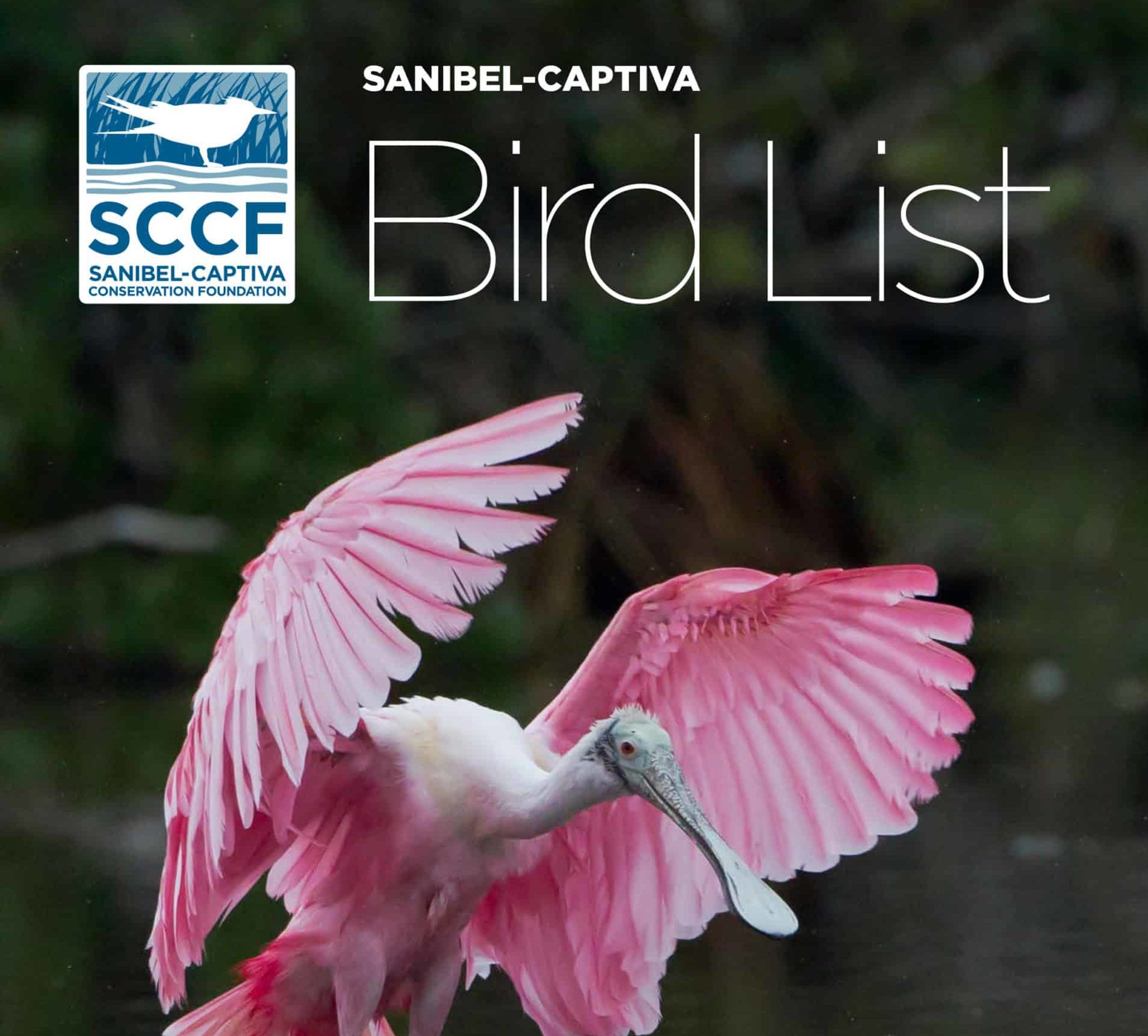 sccf bird list image