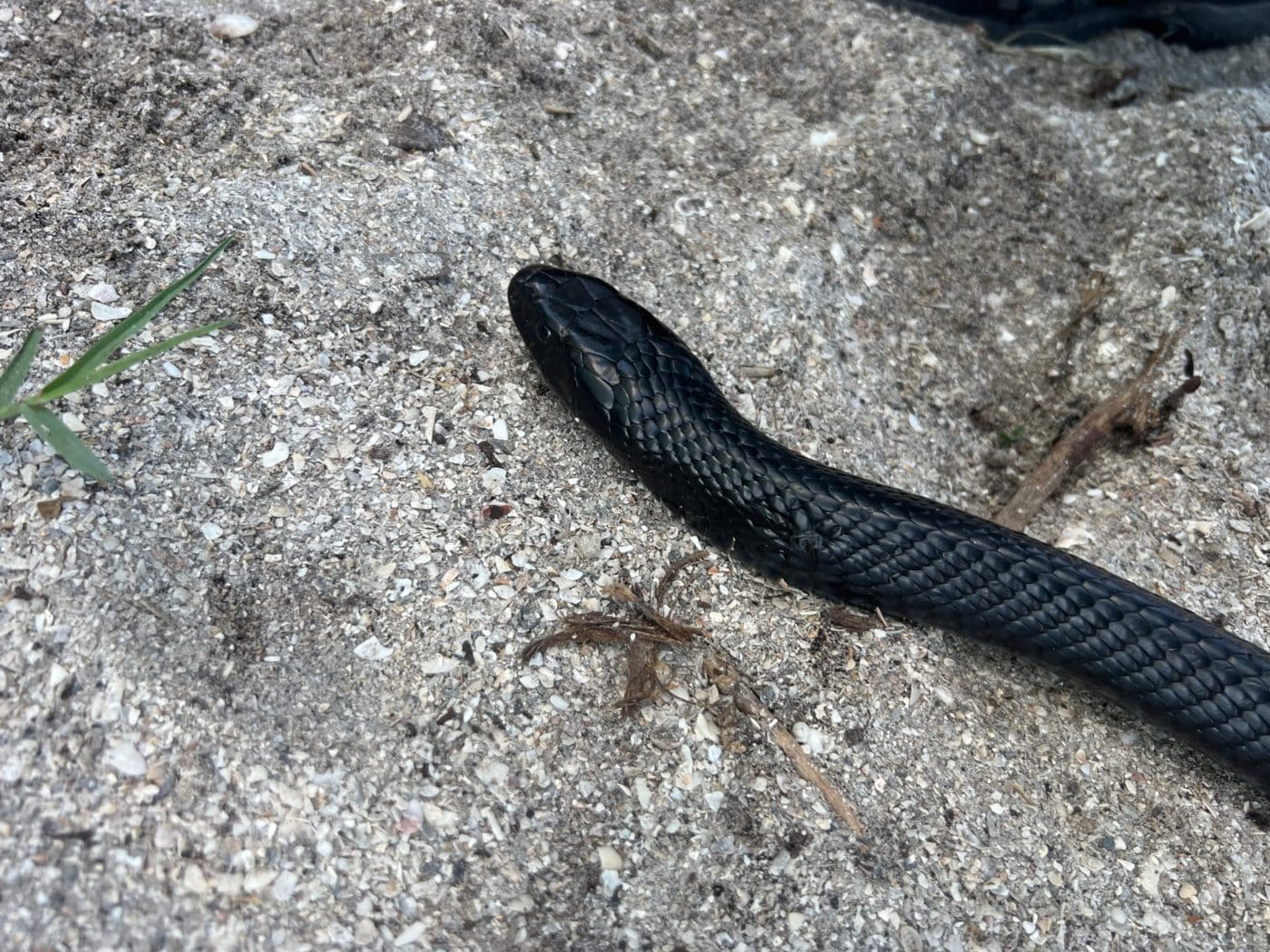 Rare Eastern Indigo Snake Sighted | Sanibel-Captiva Conservation Foundation