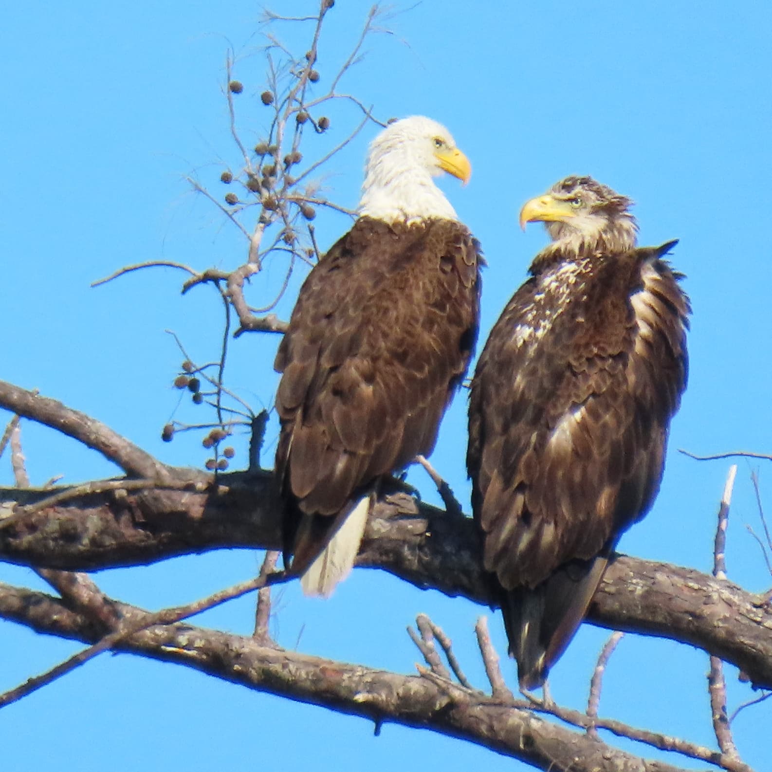 bald eagles perching on branch