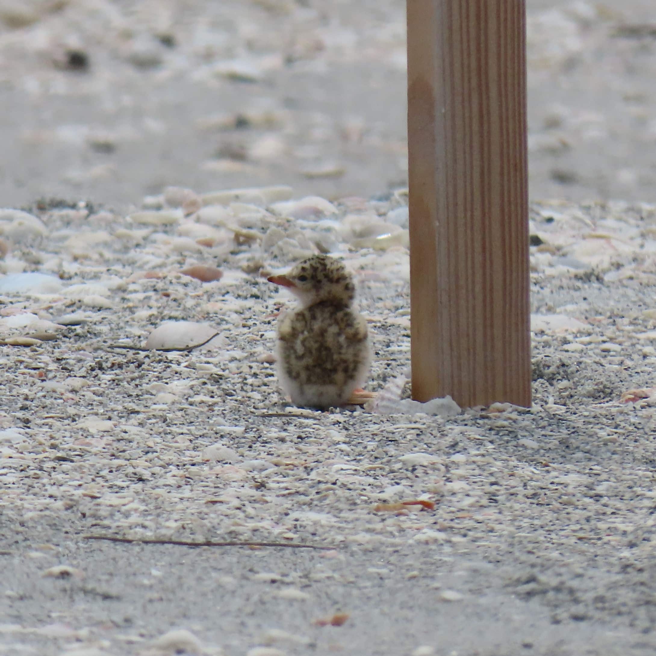 newly hatched least tern chick sitting in sand