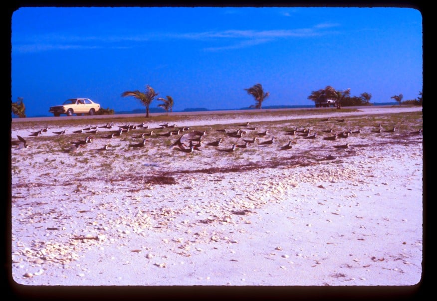 skimmers on causeway in 1980s