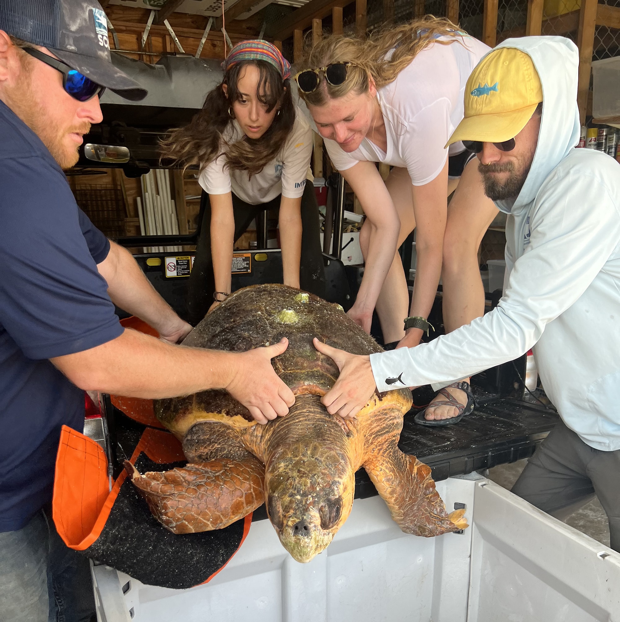 Sea turtle being rescued