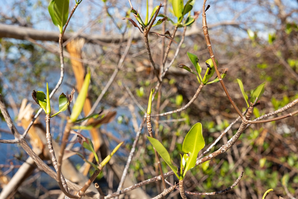 mangrove growing