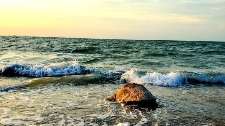 Photo of sea turtle returning to ocean