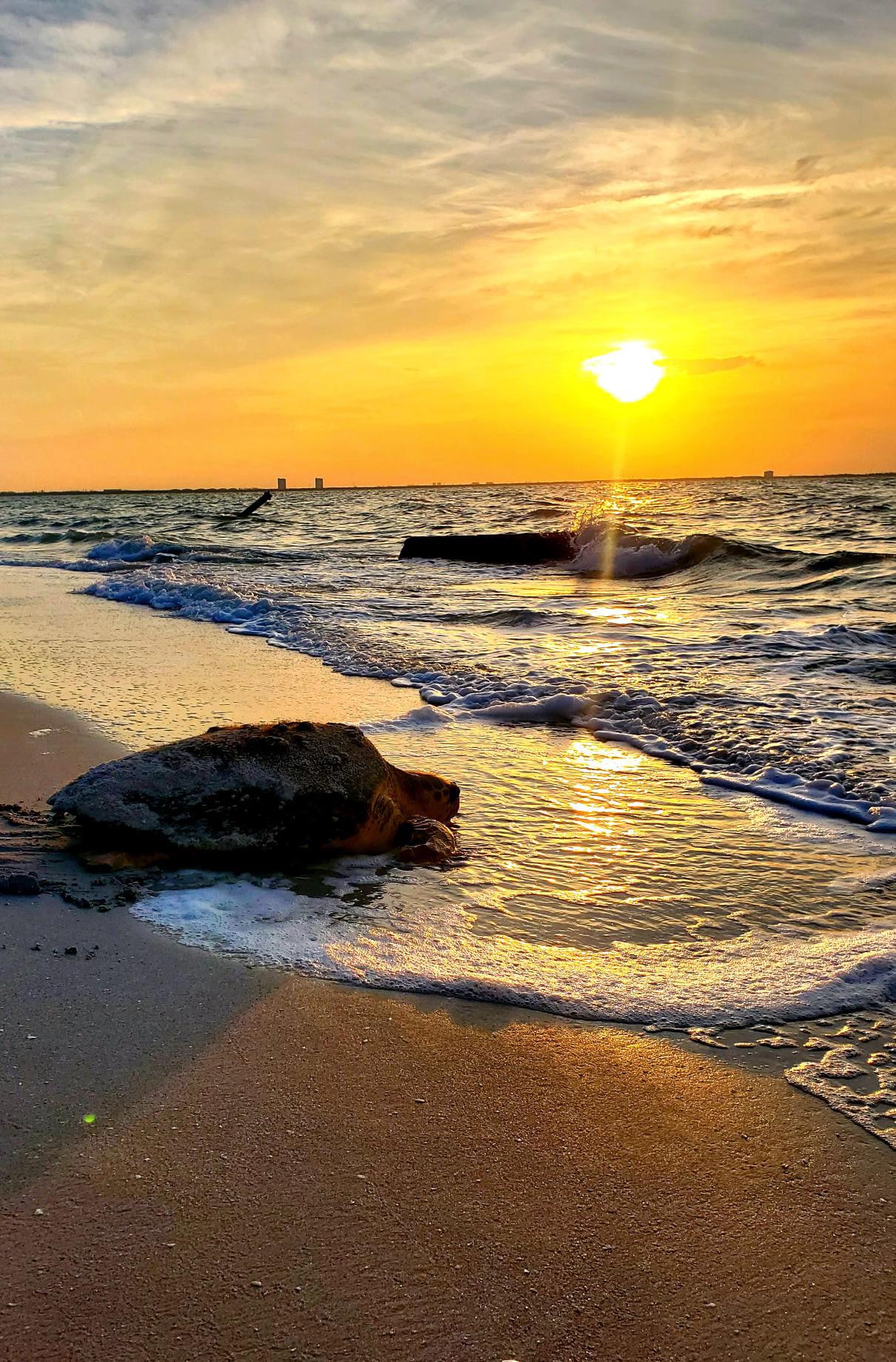 sea turtle returning to ocean