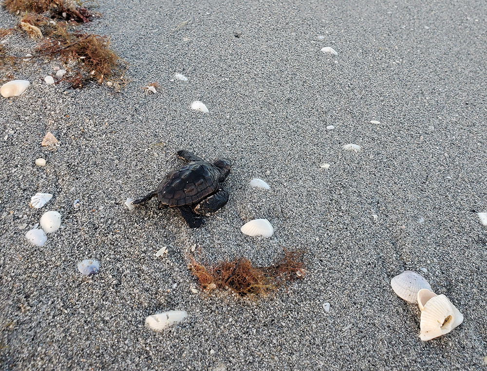 sea turtle hatchling heading to sea