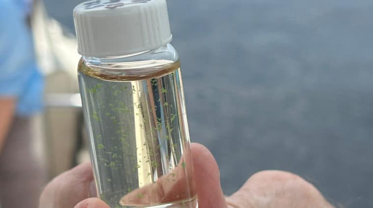 water sample with algae