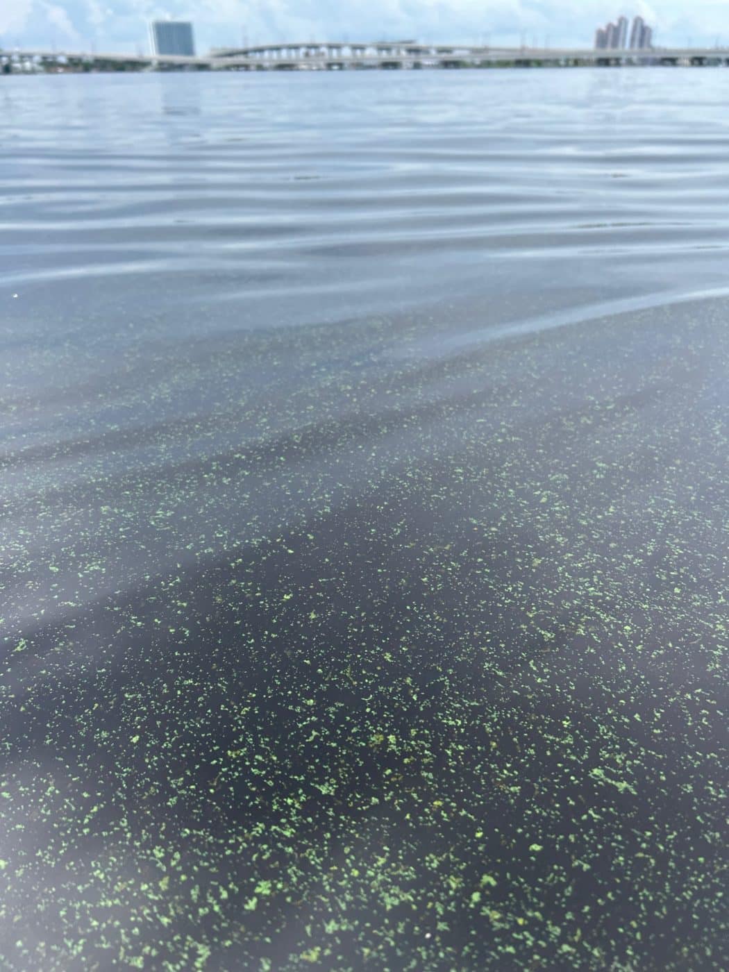 blue-green algae