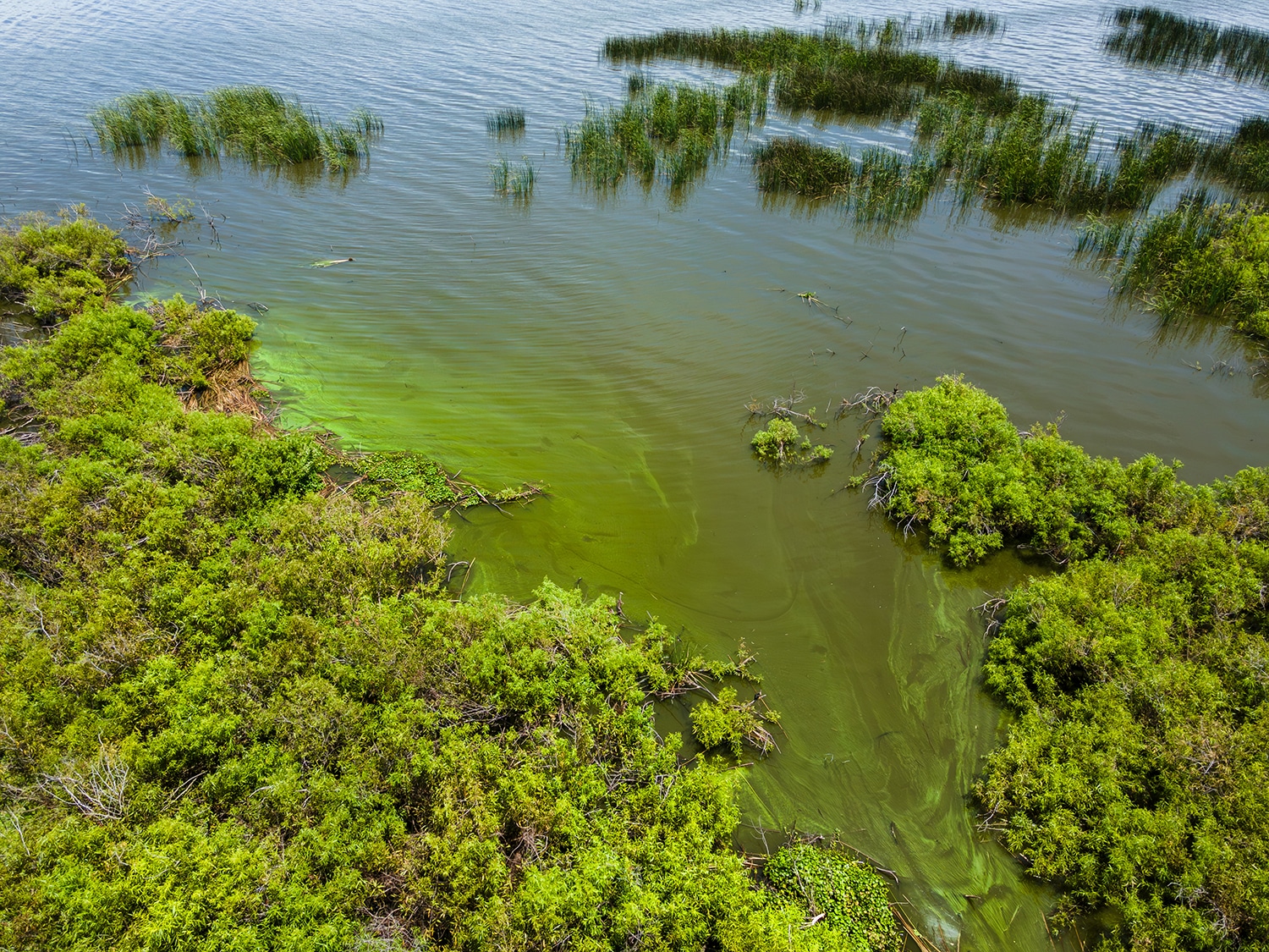 Lake Okeechobee algal bloom