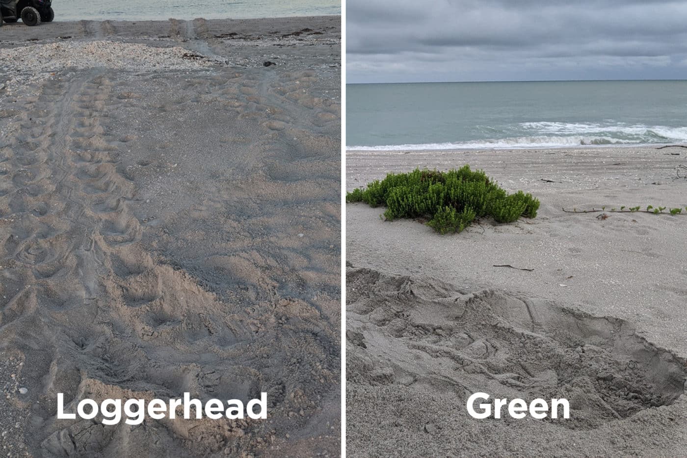 loggerhead versus green sea turtle nest sites