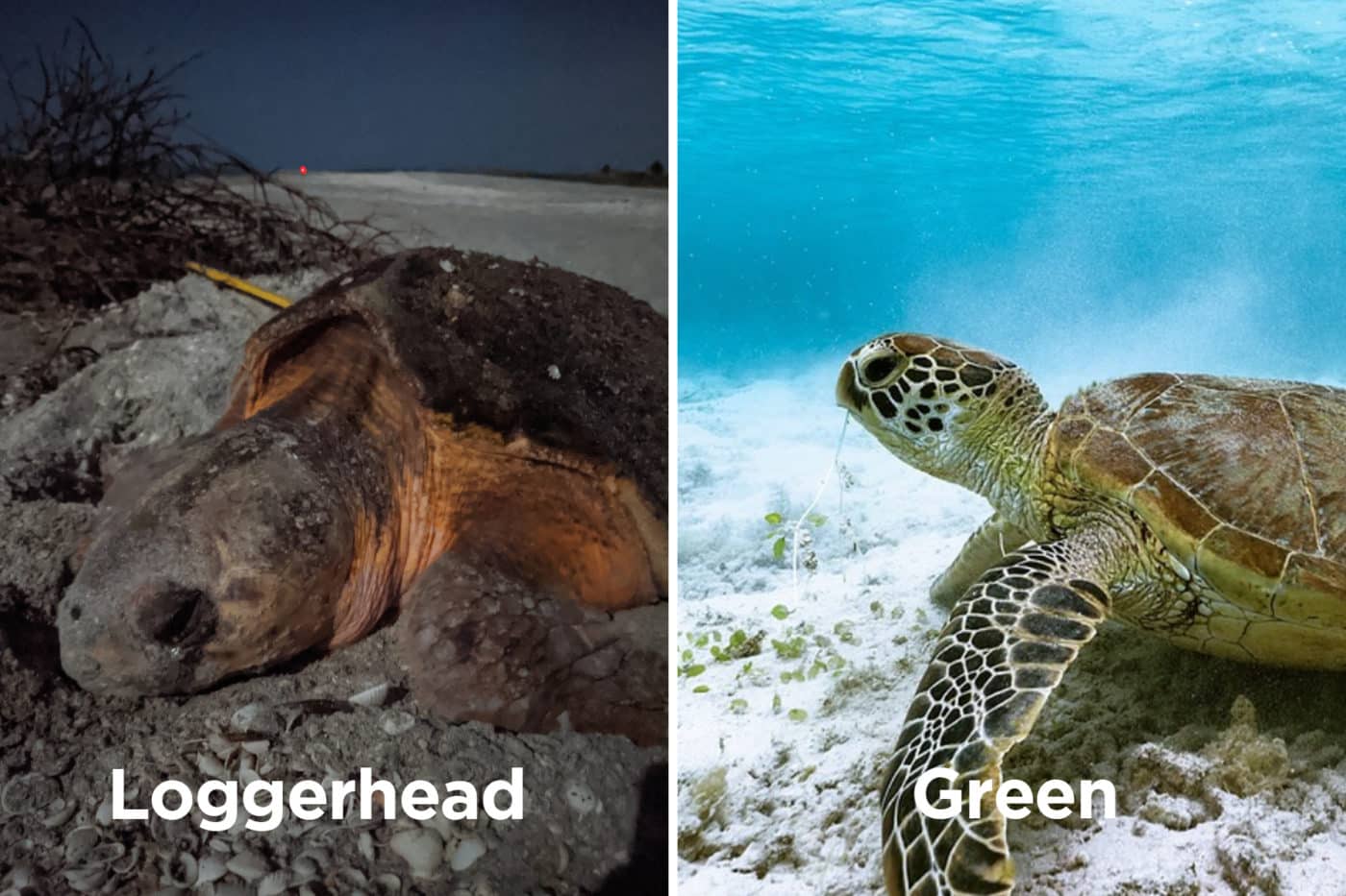 loggerhead versus green sea turtle head