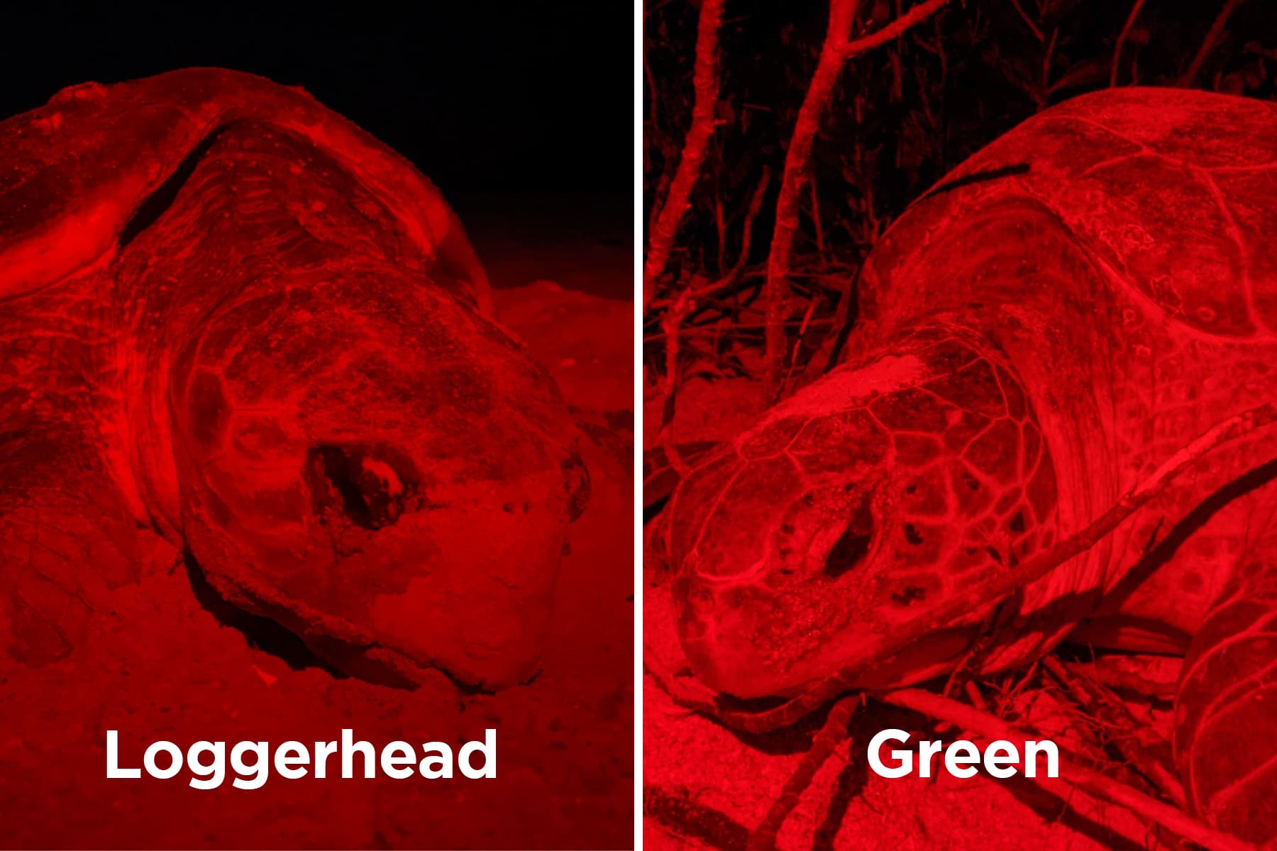 loggerhead vs green sea turtle
