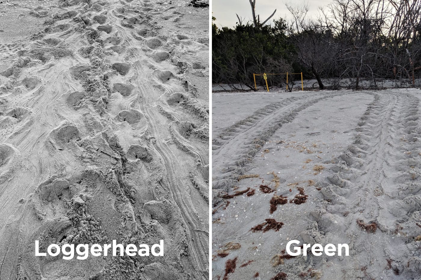 Loggerhead versus green sea turtle tracks
