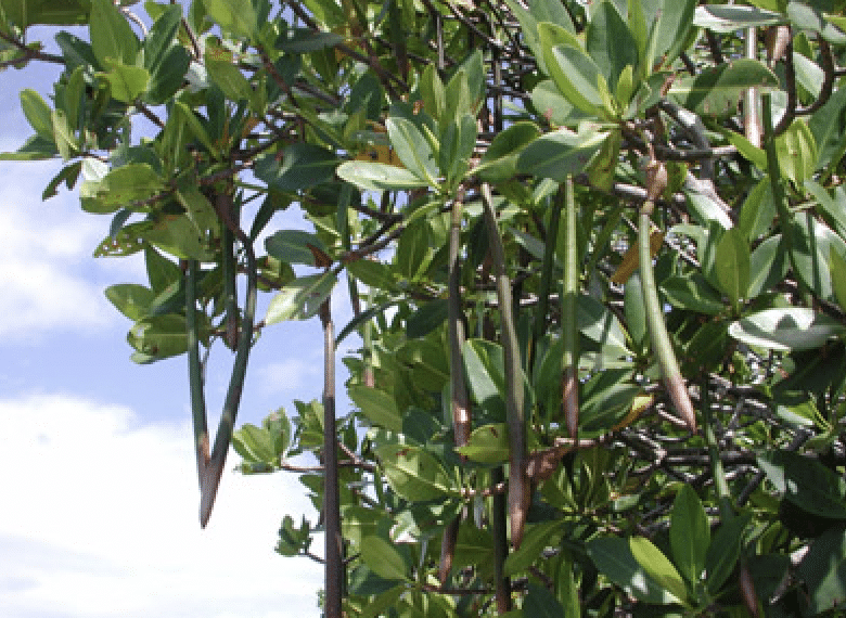 mangrove propagules on tree