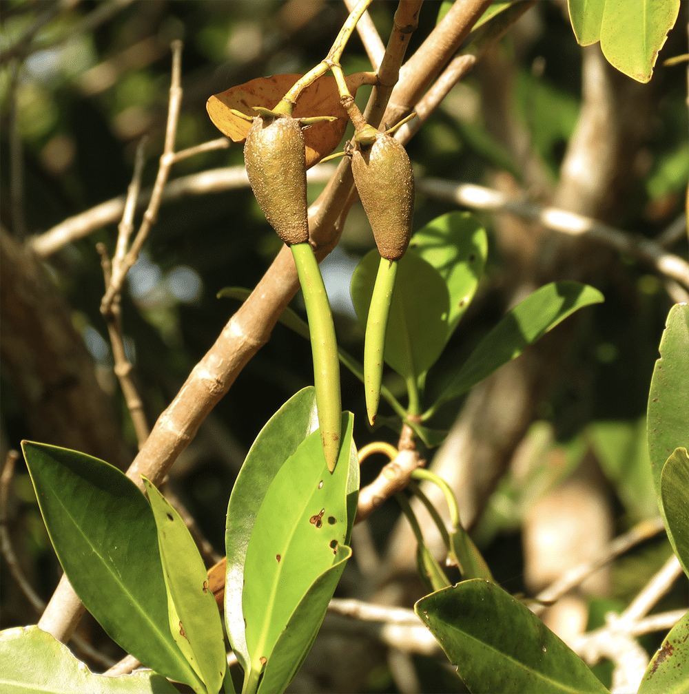 mangrove propagules on tree