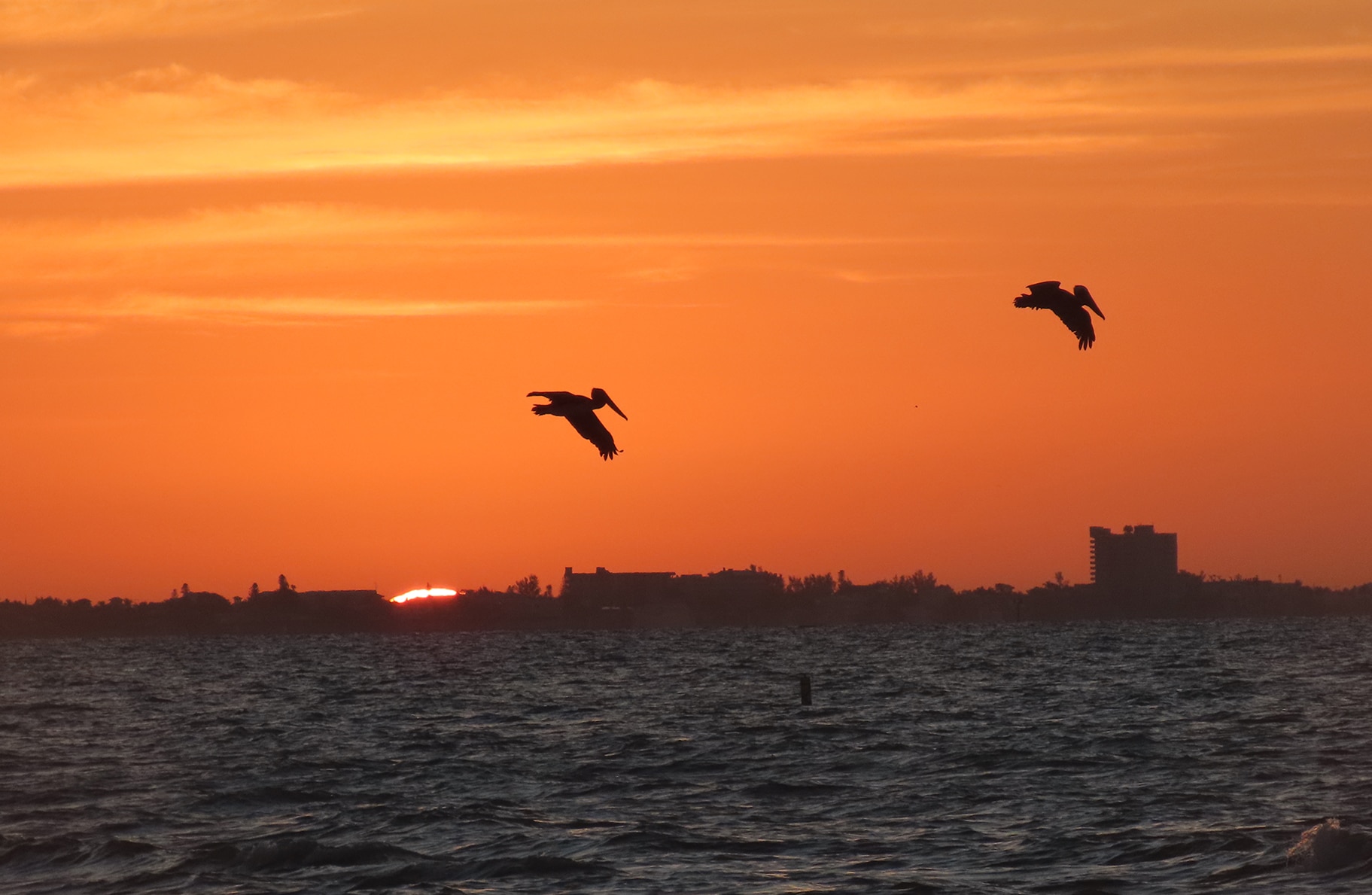 pelicans at sunrise